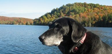 black dog by the lake