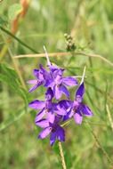 purple ranunculaceae in tall grass