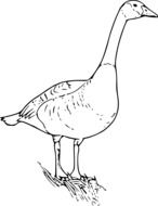 painted white goose