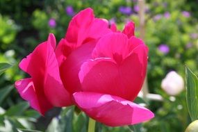 Pink peony flowers blossom among other beautiful flowers