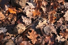 forest leaf dry
