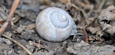 empty snail shell among dry foliage