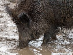 wild boar in the forest on earth