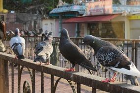 pigeons stand on a metal fence