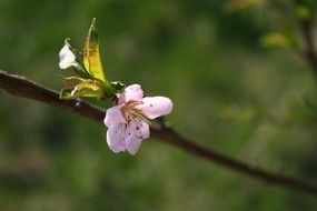 pink on a bare branch