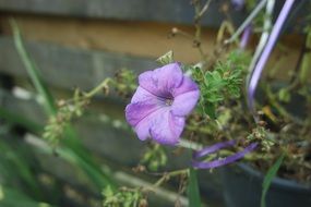 potted purple flower in a garden