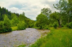 river tree forest nature summer