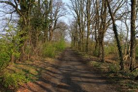 hiking trail in the forest on a sunny day