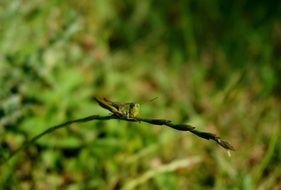 green grasshopper on grass