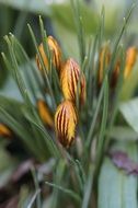 crocus buds in the garden
