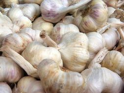 garlic harvest