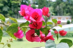 flowering branch of bougainvillea brasiliensis