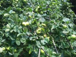 Green fruits on a tree