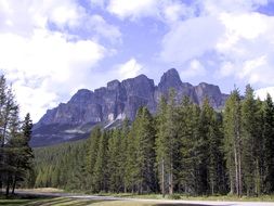 spruce forest in front of dark mountains, canada