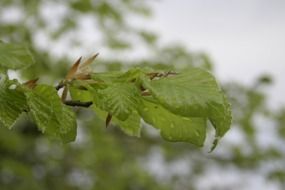 green tree in the rain