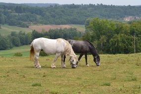 white and dark horses in pasture, dordogne, france