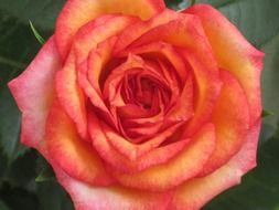 Orange and red rose flower