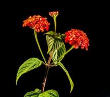 small wiildblume wild plant