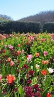 colorful tulips at sunny spring day