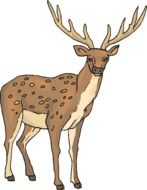 drawing deer with big horns on a white background