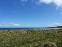 green grass in the meadow in new zealand