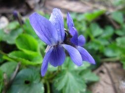 cute little flower