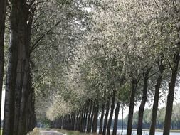 alley of flat trees