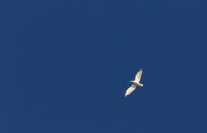 white seagull high in the dark blue sky