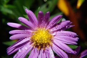 Wet bud of wild flower