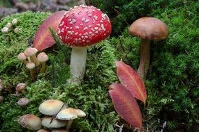 different mushrooms in the forest