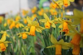 Yellow spring daffodils