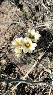 growing small cactus plant in nature