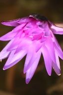 Beautiful purple lotus flower close-up on blurred background