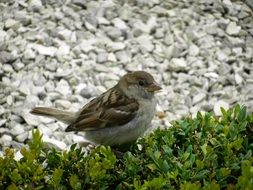 female sparrow on grass