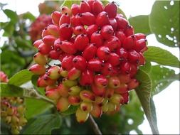 bunches of red berries close-up