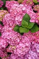 summer bright purple hydrangea flowers