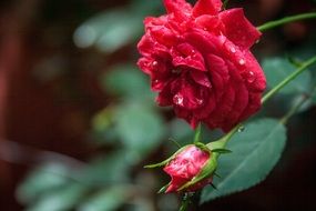 Red rose buttons in the garden