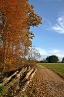 road near the autumn forest