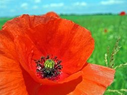 poppy closeup