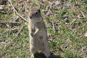 Gopher on the ground