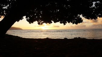 big tree silhouette at dusk