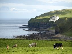 cows on a green pasture on the coast of scotland