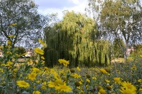 Landscape of willow trees