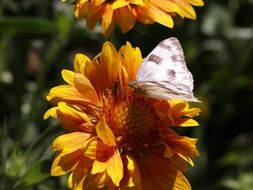 white grey butterfly on the orange flower