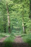 Landscape with the path in the forest