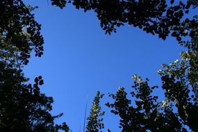 trees foliage and blue sky upward view