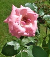 fuchsia rose flower spring