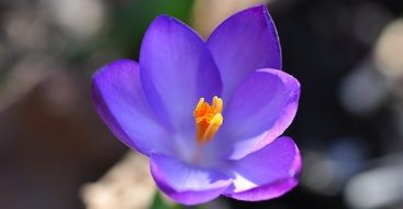 blue crocus flower blossom