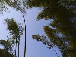 extraordinarily beautiful bamboo forest