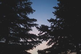 sky at sunset through firtree branches